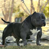 Miniature Exotic Bully Dog Registration